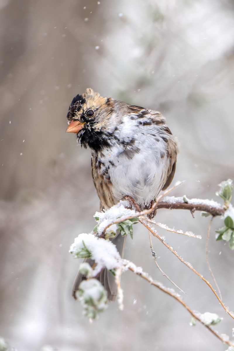 Harris's Sparrow - Ashley Pichon