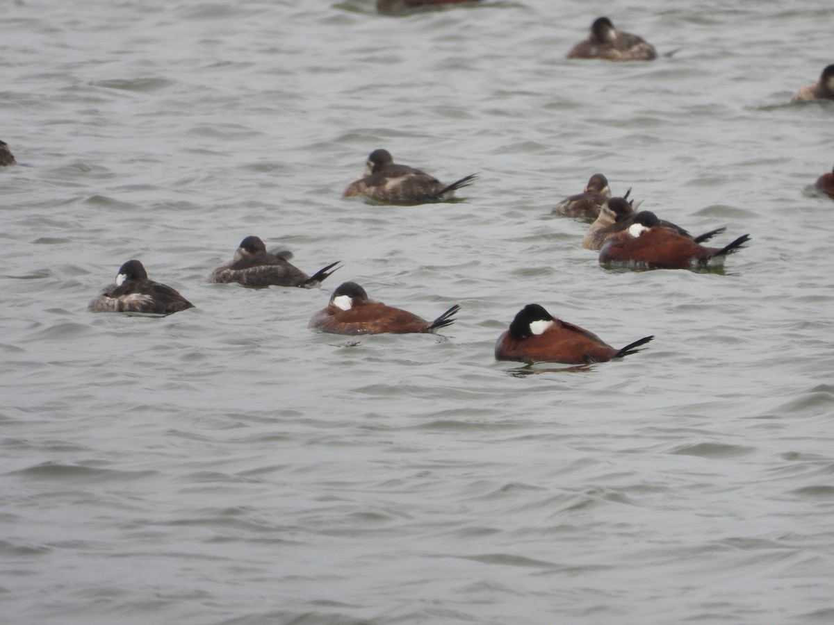 Ruddy Duck - Matthew Thompson