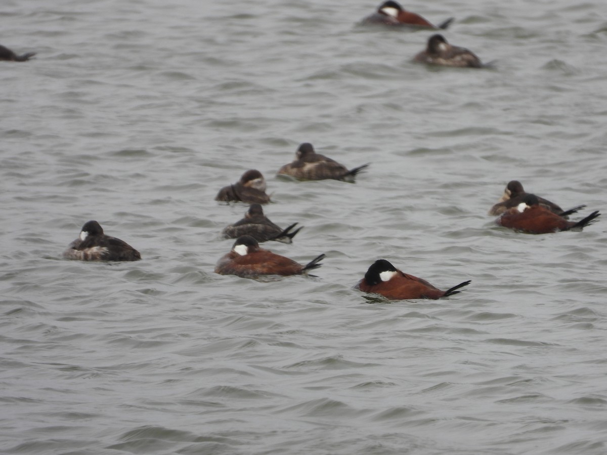 Ruddy Duck - ML617799545