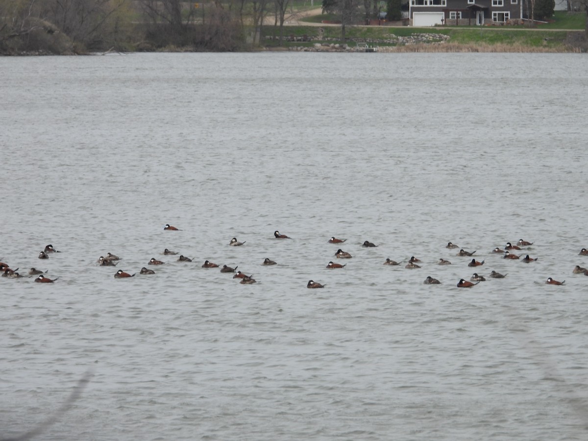 Ruddy Duck - ML617799546