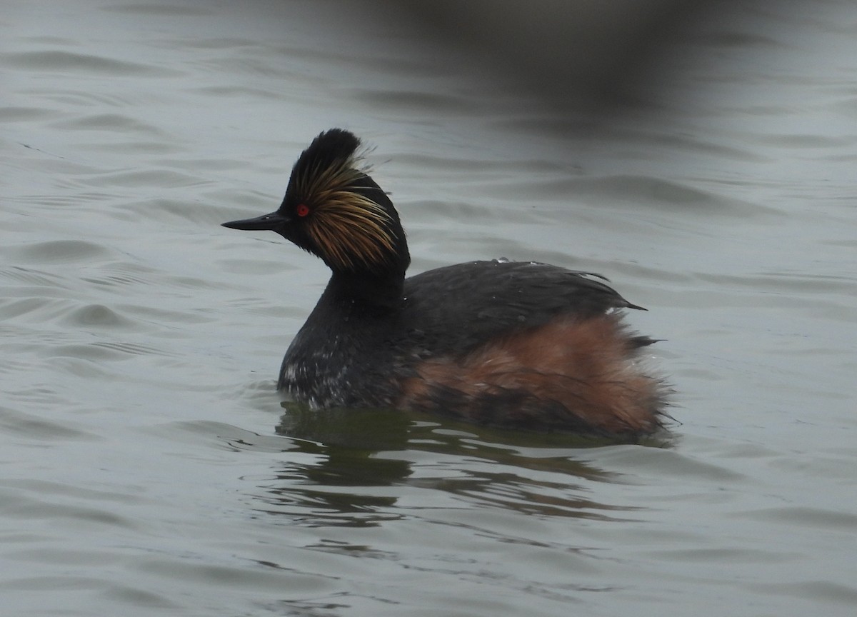 Eared Grebe - Matthew Thompson