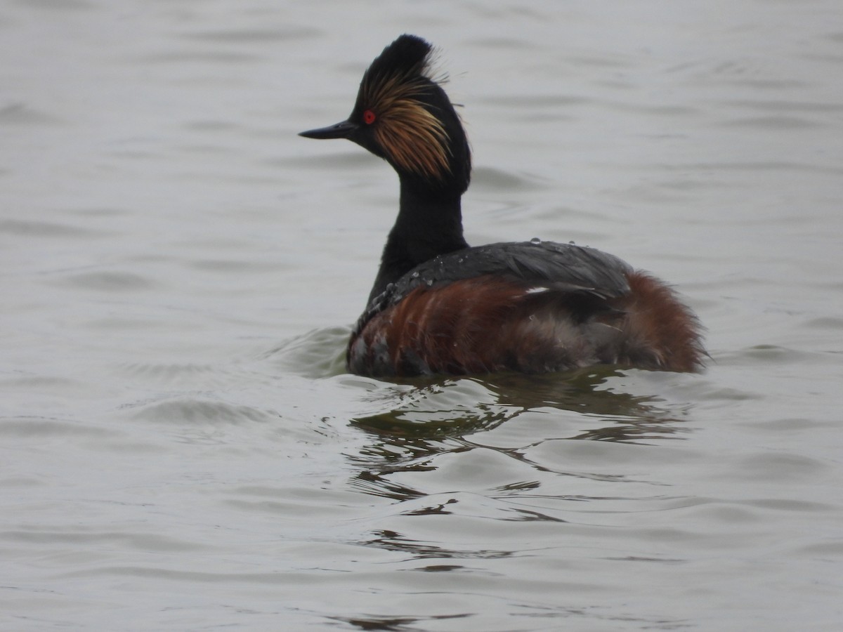 Eared Grebe - Matthew Thompson