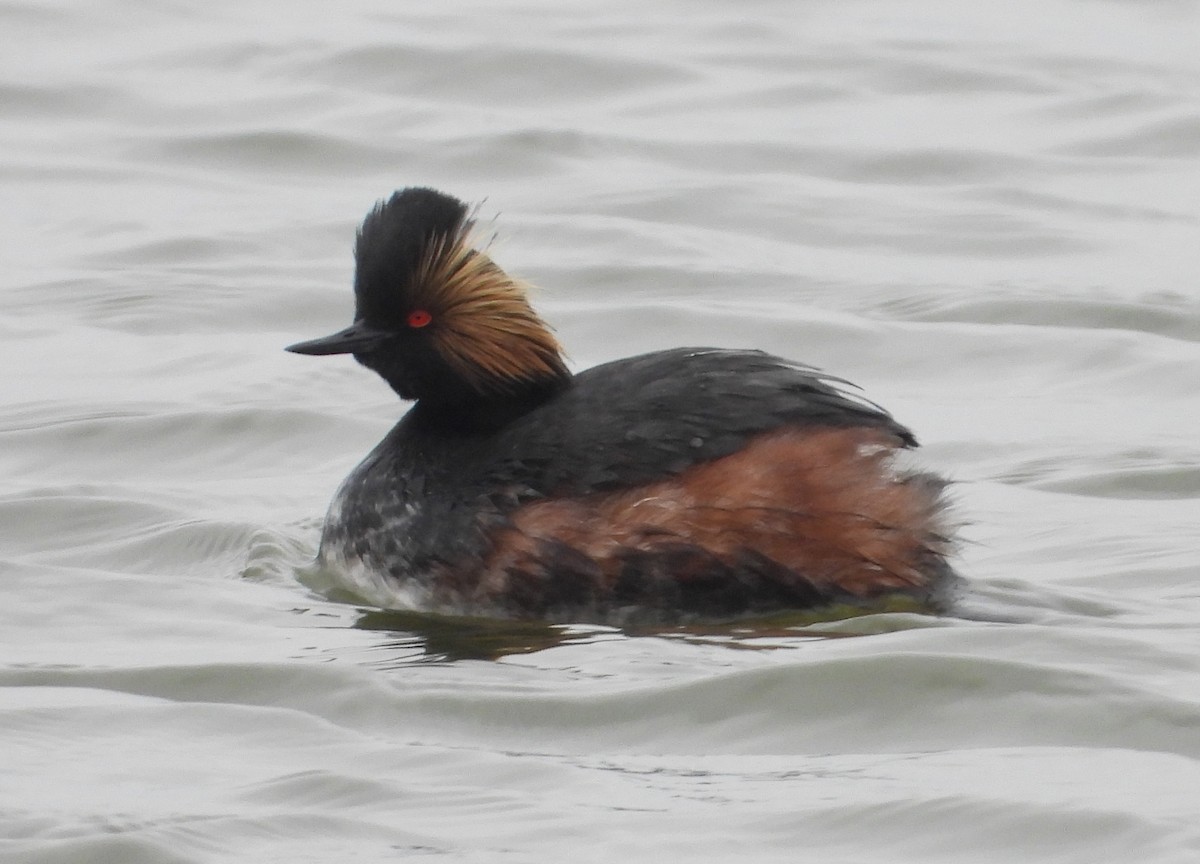 Eared Grebe - ML617799561