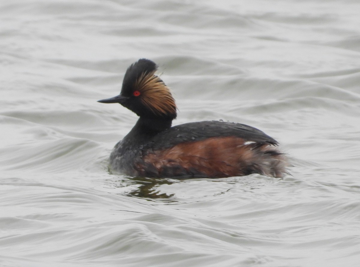 Eared Grebe - ML617799562