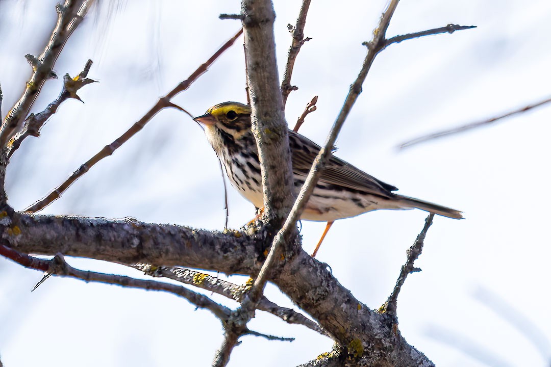 Savannah Sparrow - ML617799589