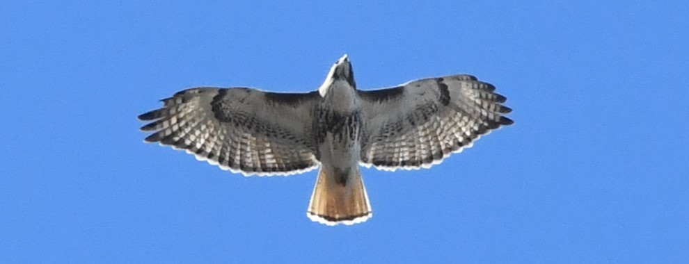 Red-tailed Hawk - Gail Bruckner