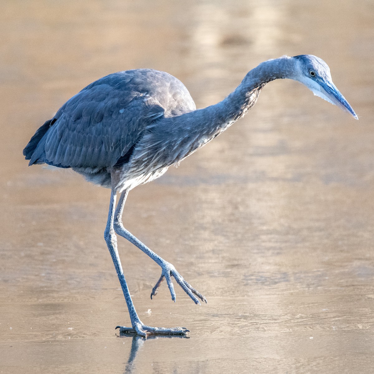 Great Blue Heron - ML617799622