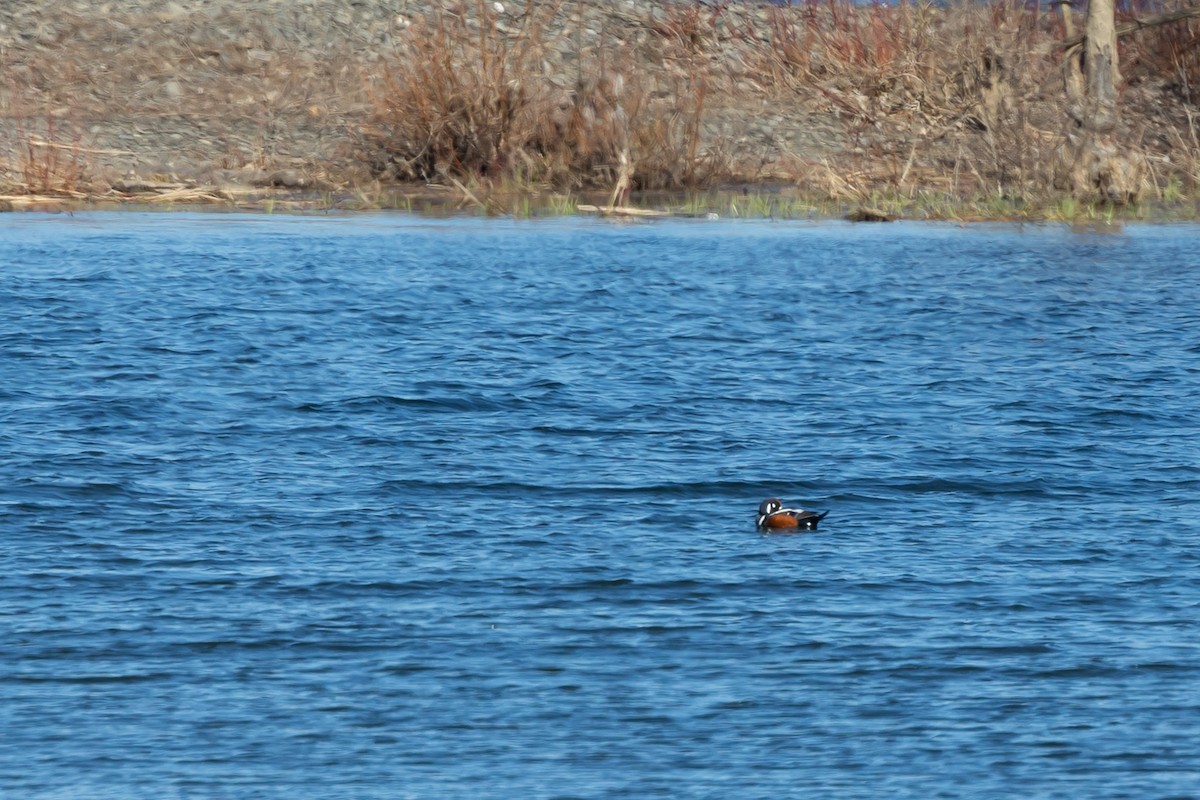 Harlequin Duck - ML617799634