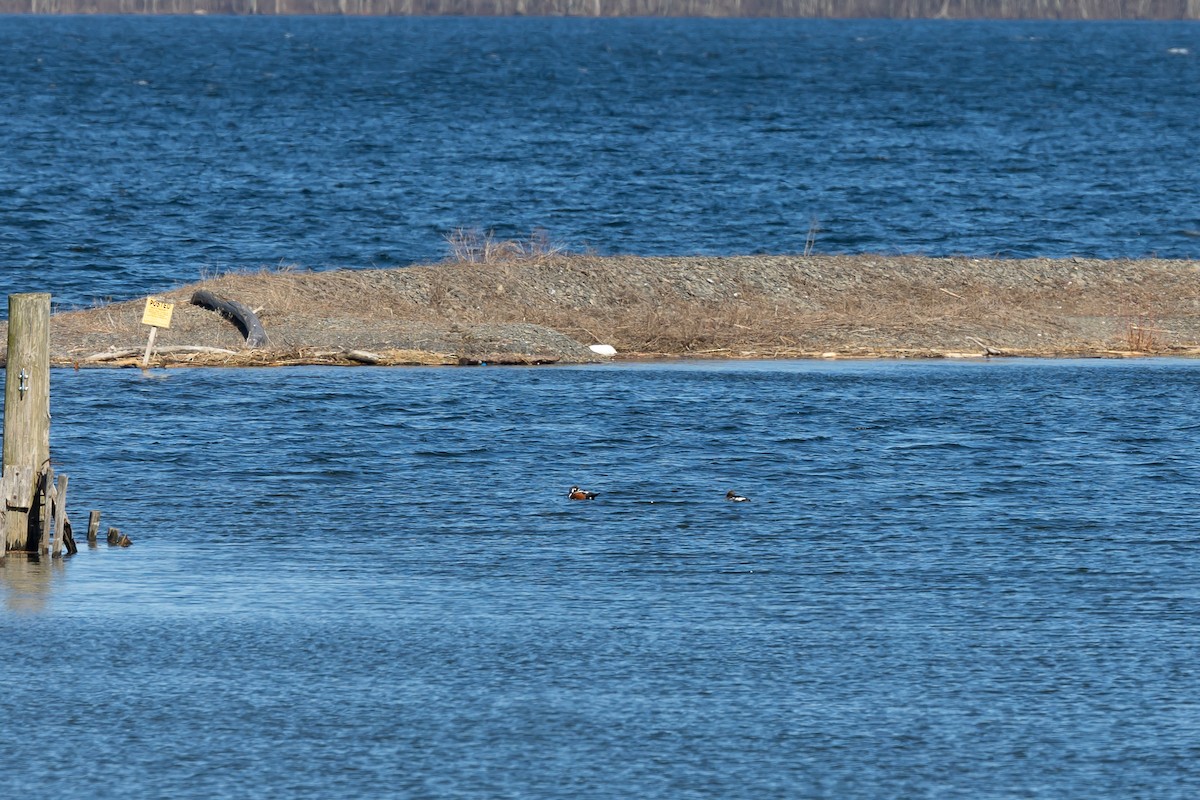 Harlequin Duck - ML617799635