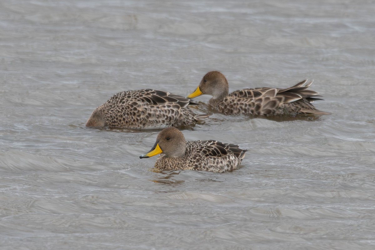 Yellow-billed Pintail - ML617799645