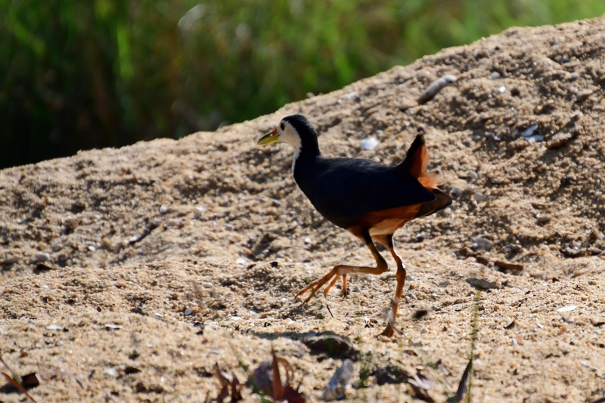 White-breasted Waterhen - ML617799654