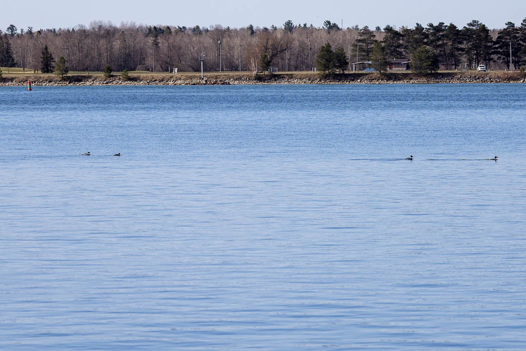 Red-breasted Merganser - ML617799710