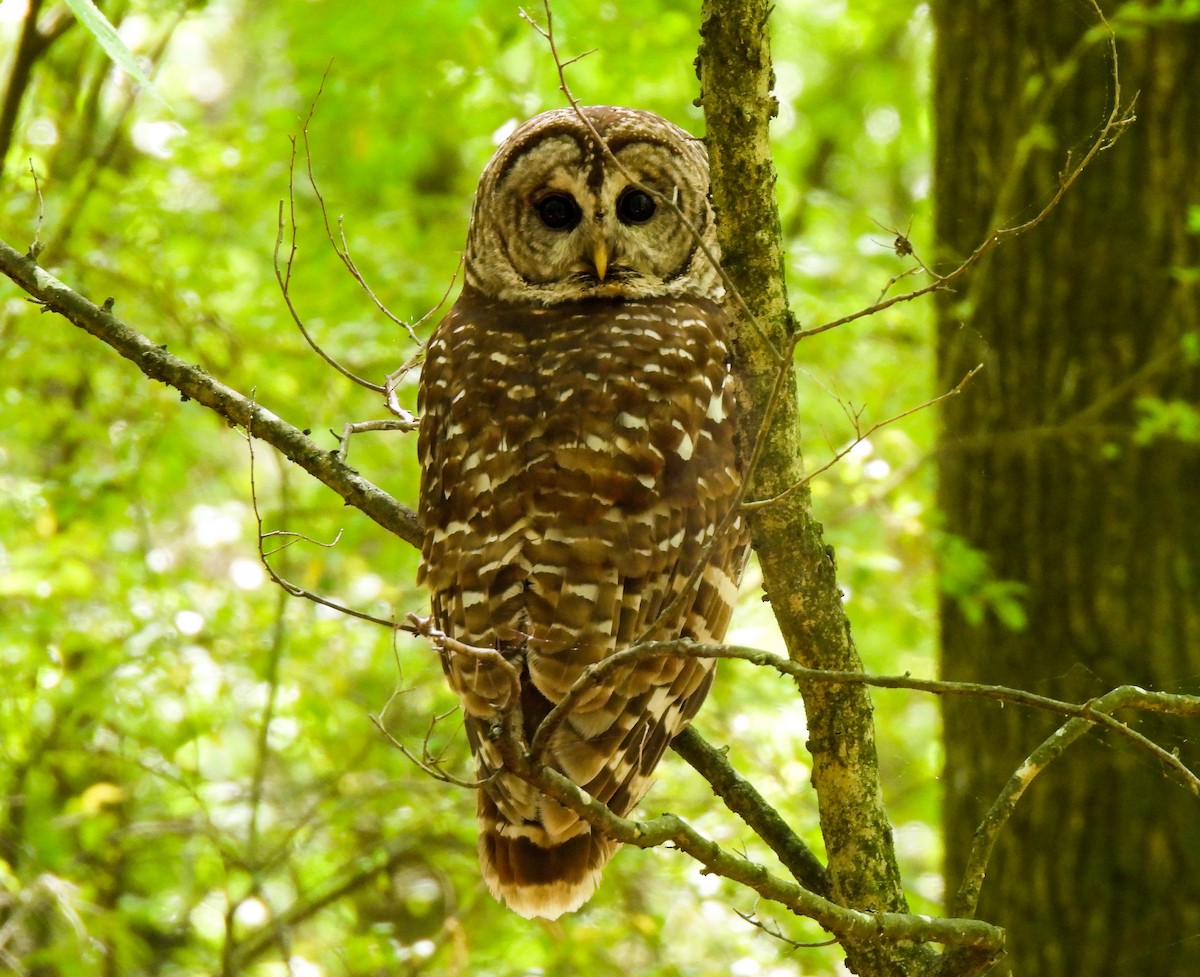 Barred Owl - ML617799723