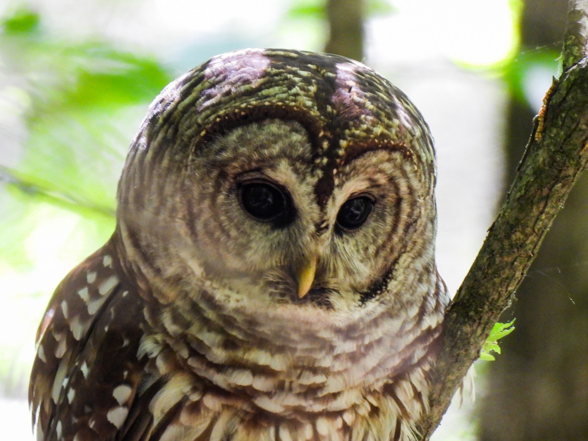 Barred Owl - ML617799727