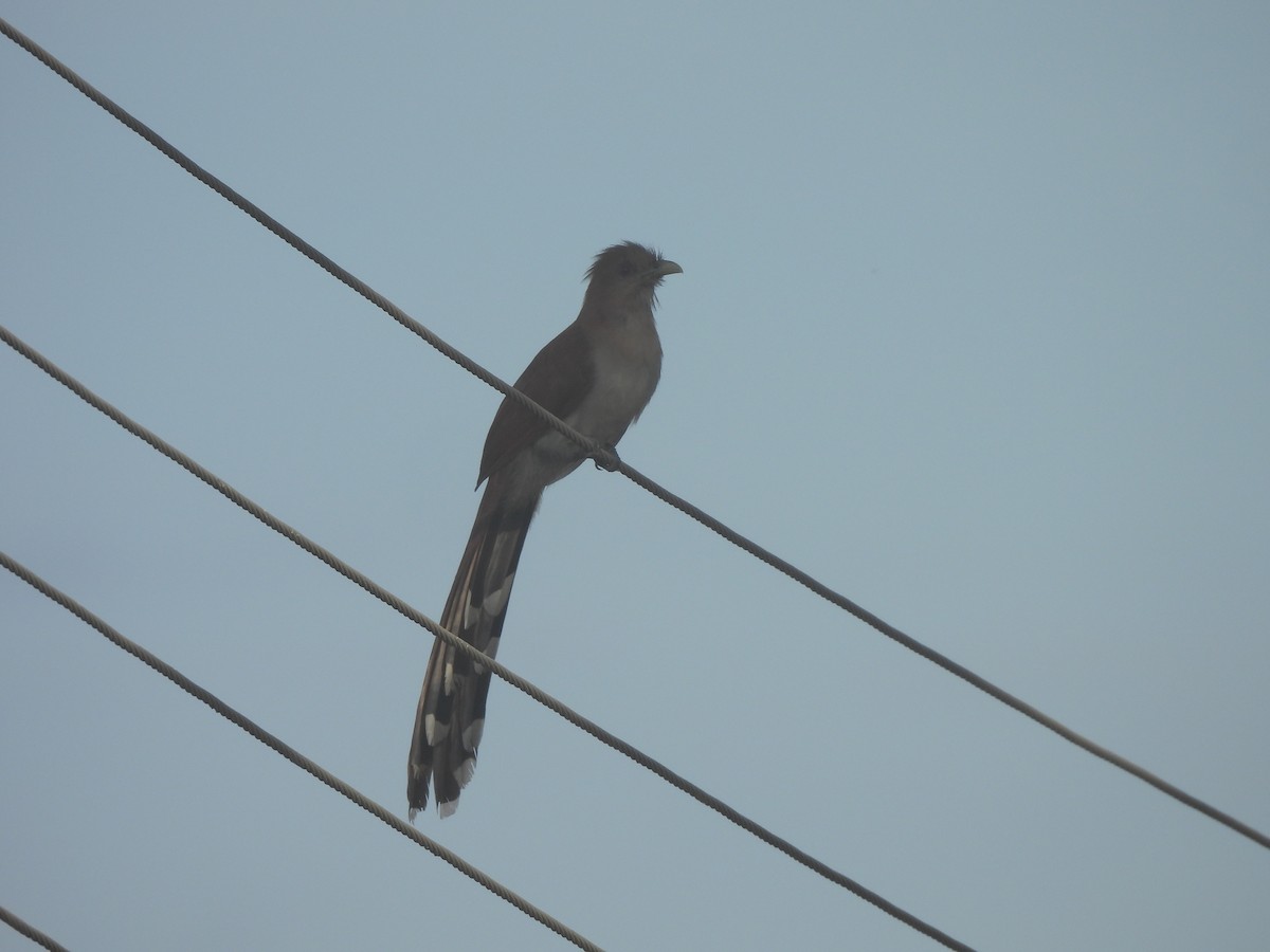 Squirrel Cuckoo - ML617799741