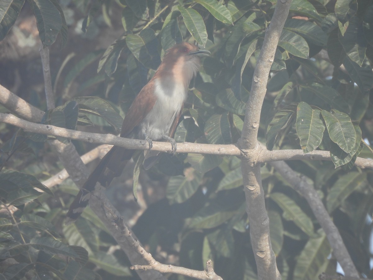 Squirrel Cuckoo - ML617799742