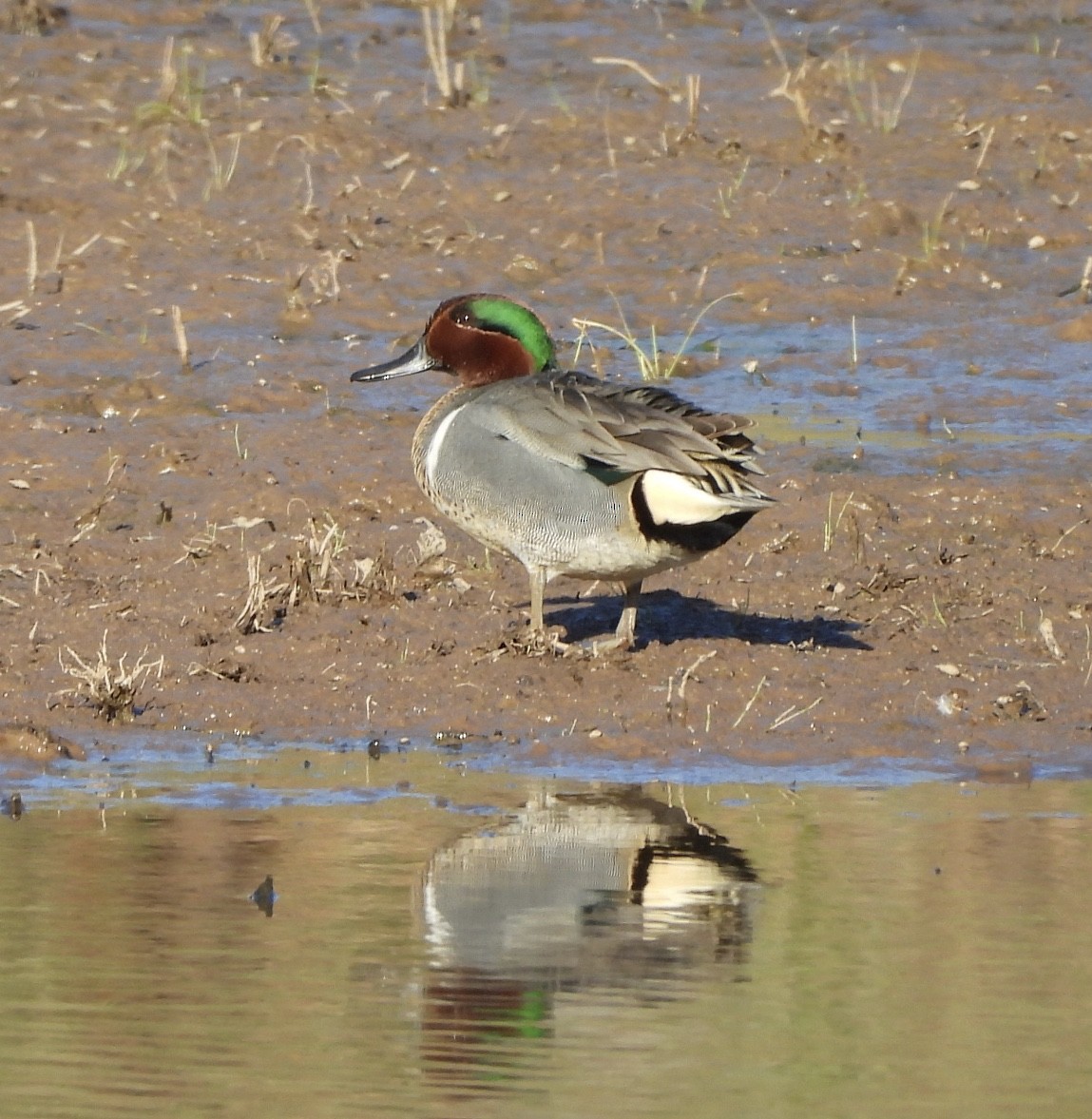 Green-winged Teal - ML617799791