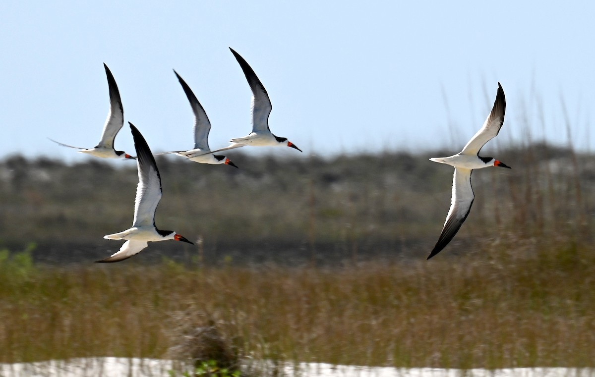 Black Skimmer - ML617799804