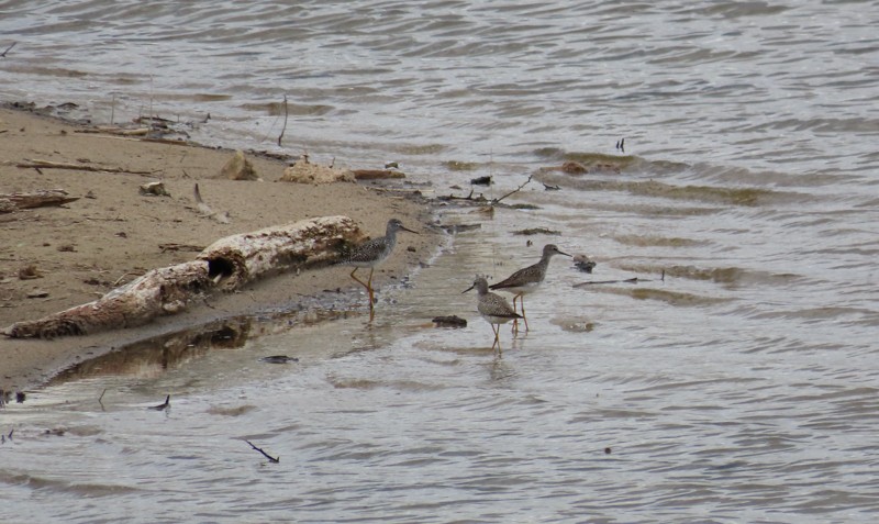 Greater Yellowlegs - ML617799809