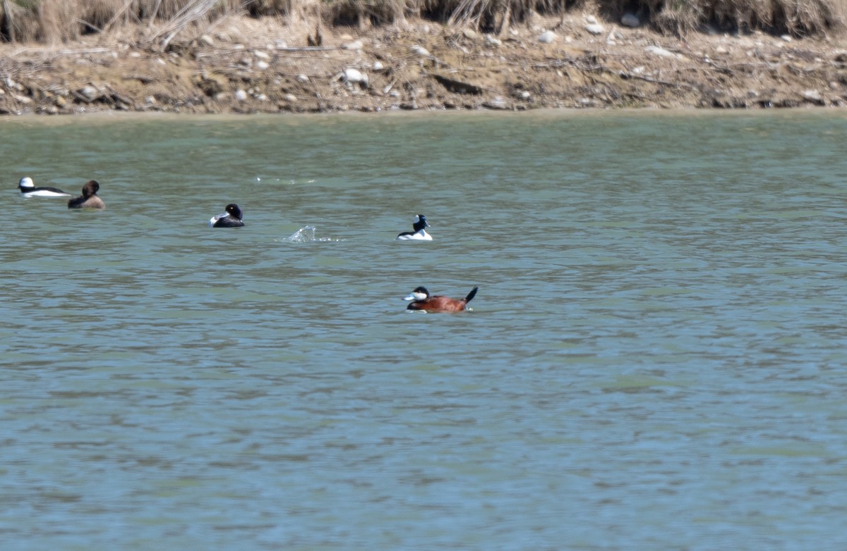 Ruddy Duck - ML617799817