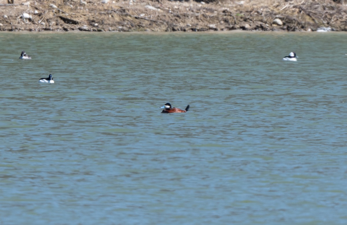 Ruddy Duck - Marilyn White