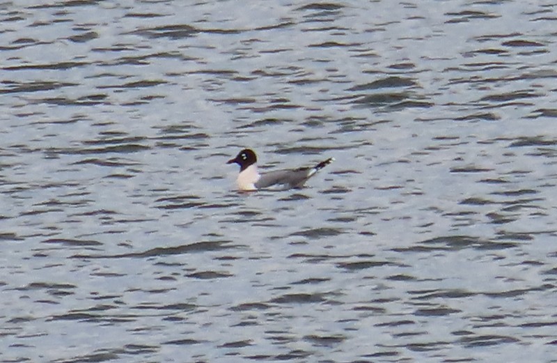 Franklin's Gull - ML617799822