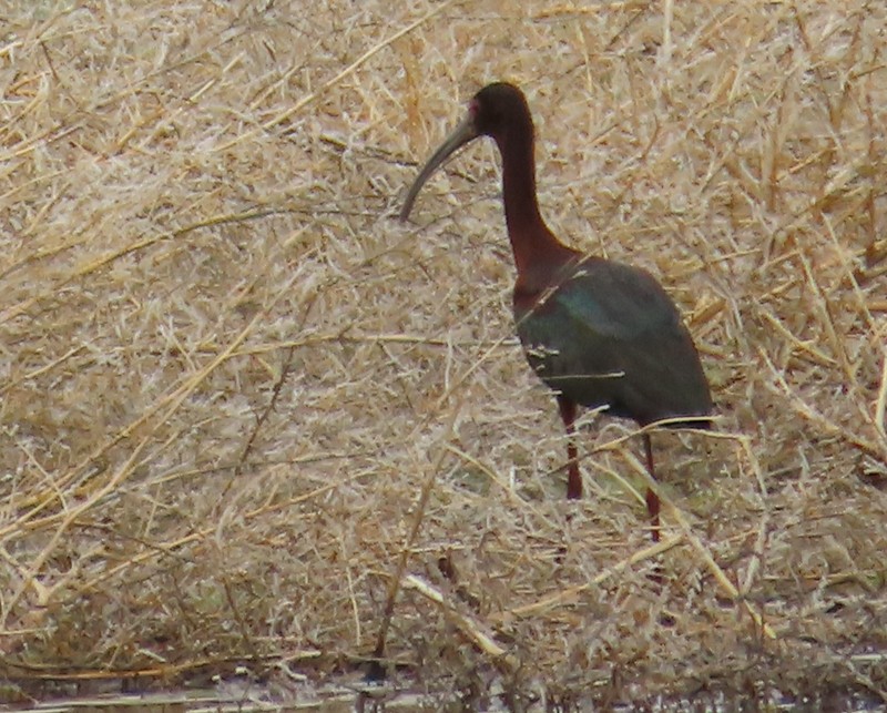 White-faced Ibis - ML617799844