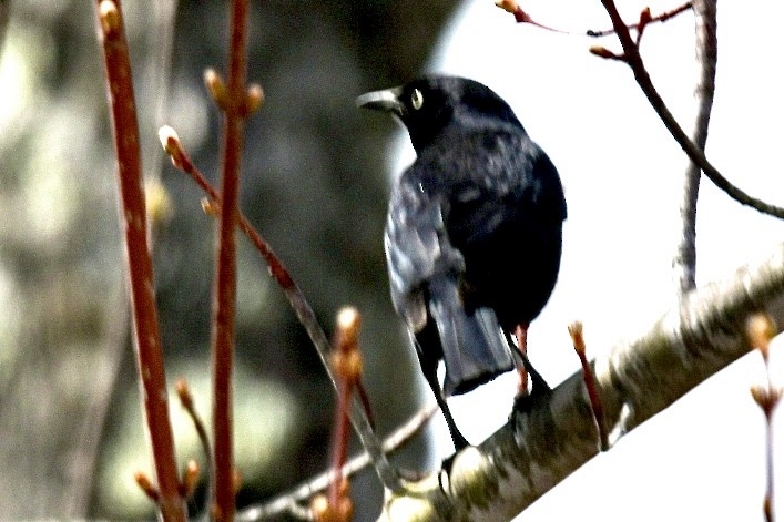 Rusty Blackbird - ML617799860