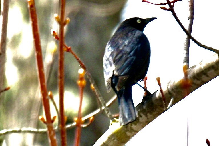 Rusty Blackbird - ML617799861