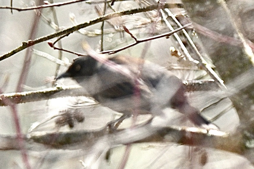 Rusty Blackbird - ML617799862
