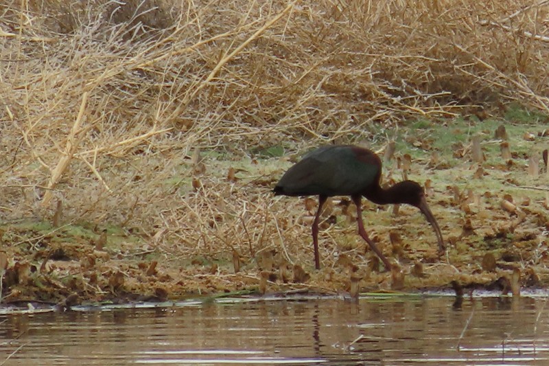 White-faced Ibis - ML617799864