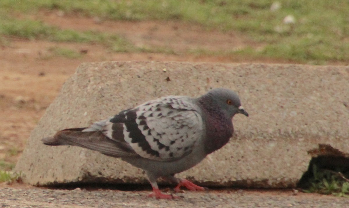 Rock Pigeon (Feral Pigeon) - ML617799877