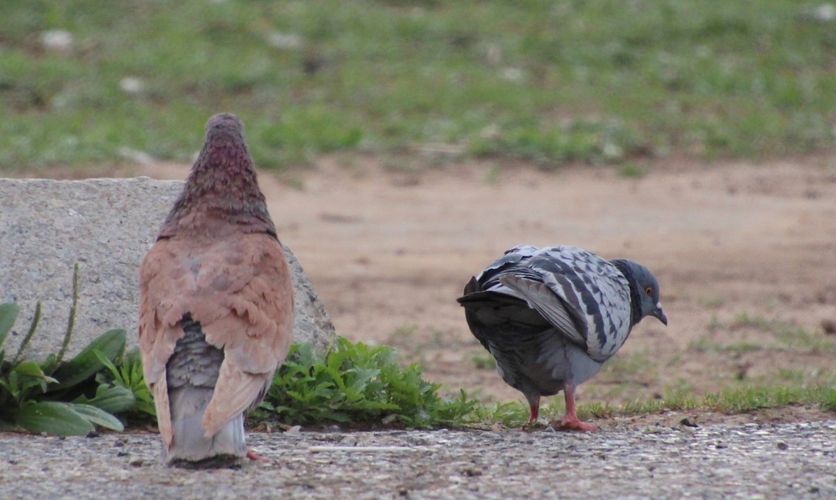 Rock Pigeon (Feral Pigeon) - ML617799882