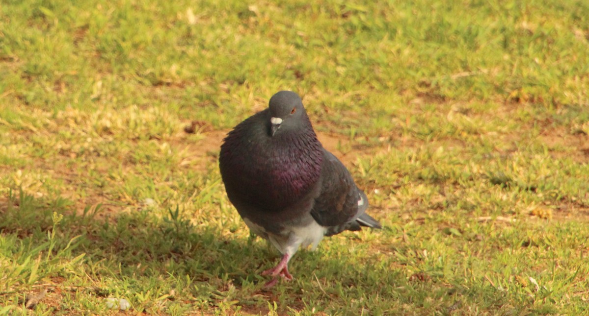Rock Pigeon (Feral Pigeon) - ML617799885
