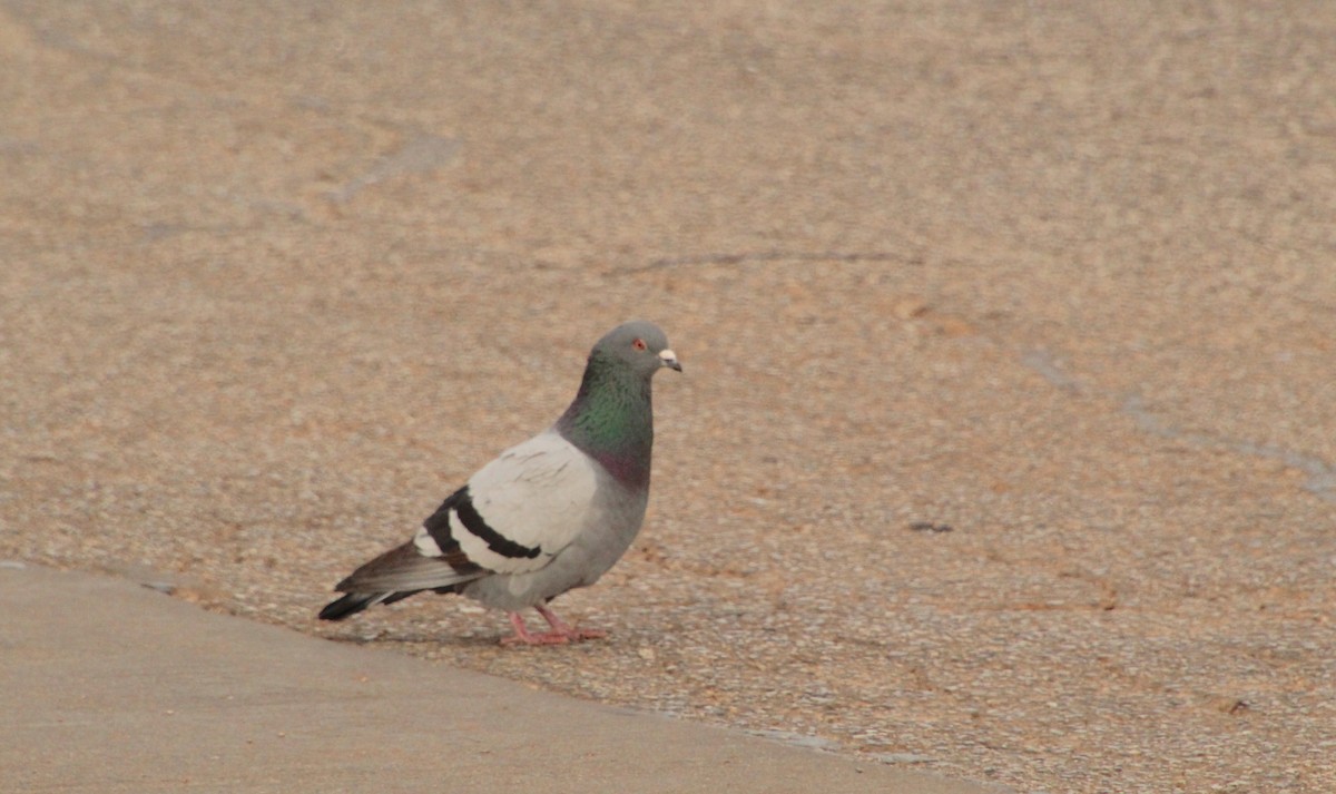 Rock Pigeon (Feral Pigeon) - ML617799889