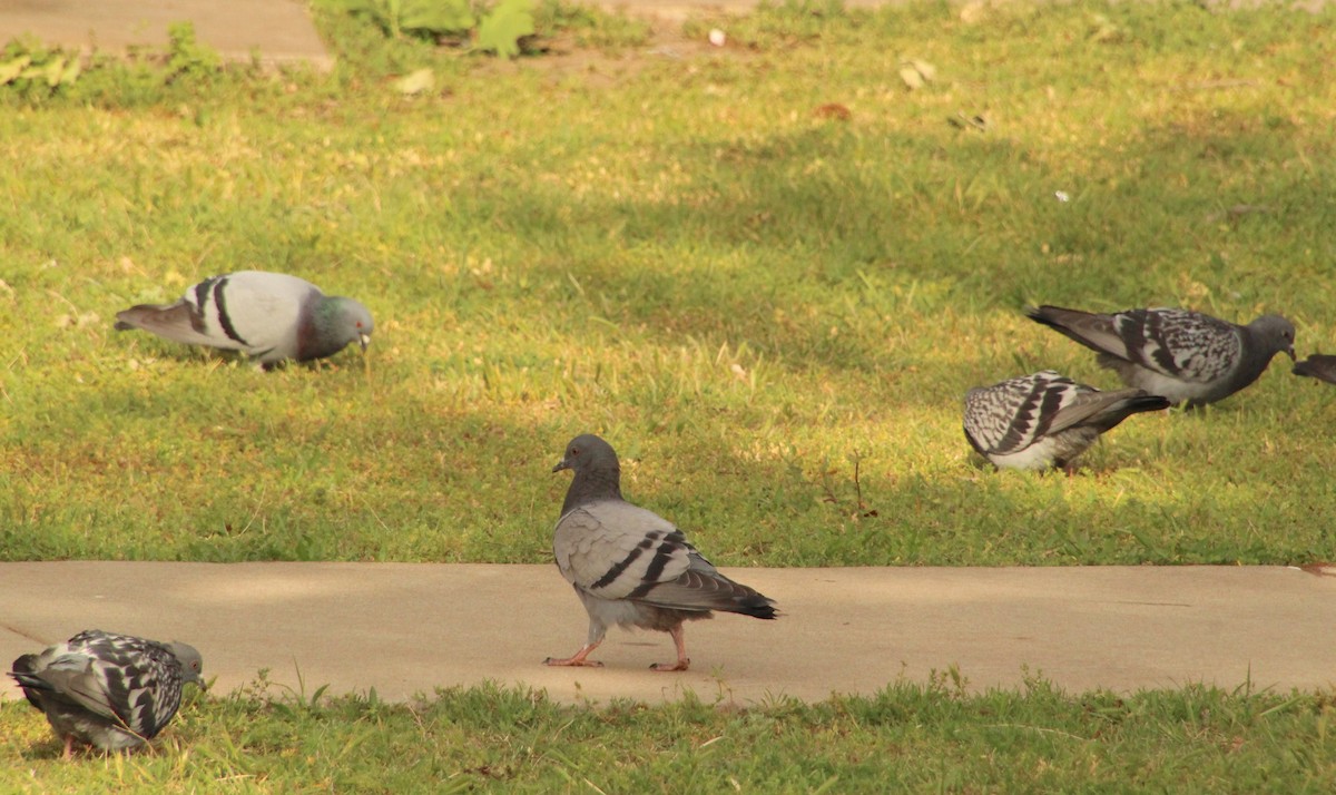 Rock Pigeon (Feral Pigeon) - ML617799890