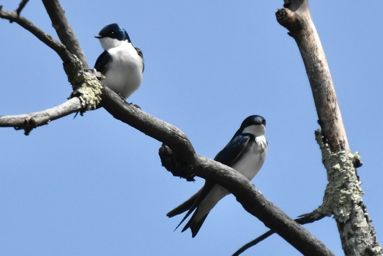 Tree Swallow - ML617799891
