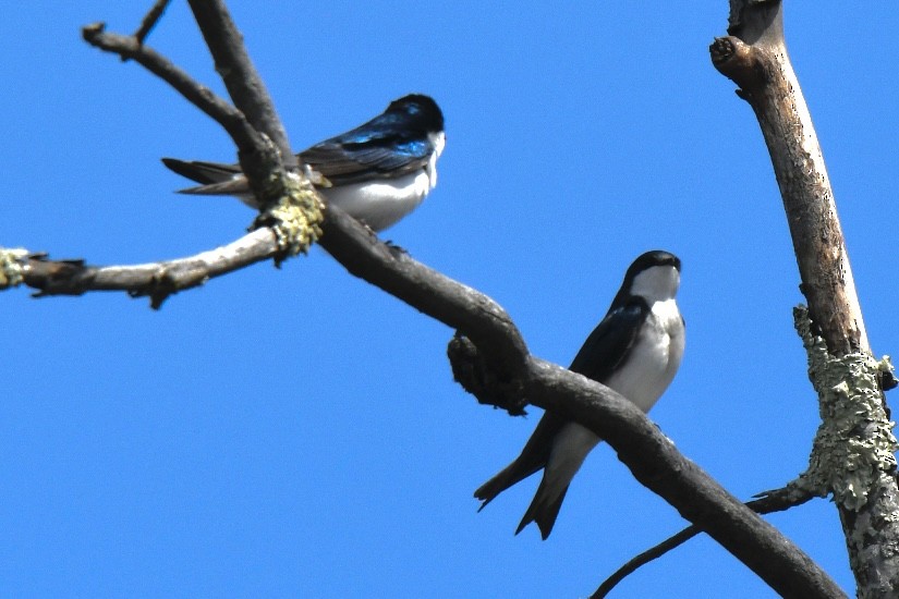 Tree Swallow - ML617799892
