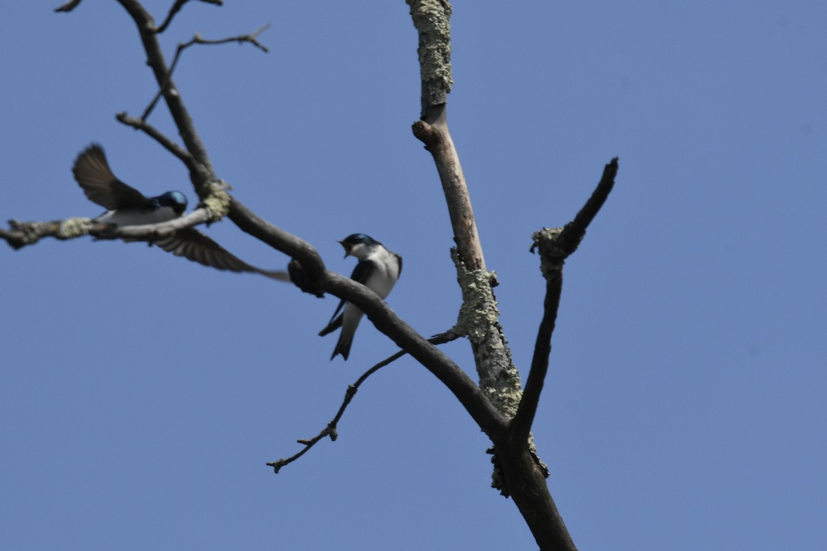 Tree Swallow - ML617799893