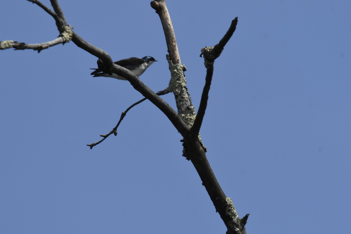 Tree Swallow - ML617799894