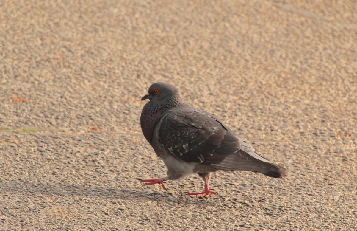 Rock Pigeon (Feral Pigeon) - ML617799895