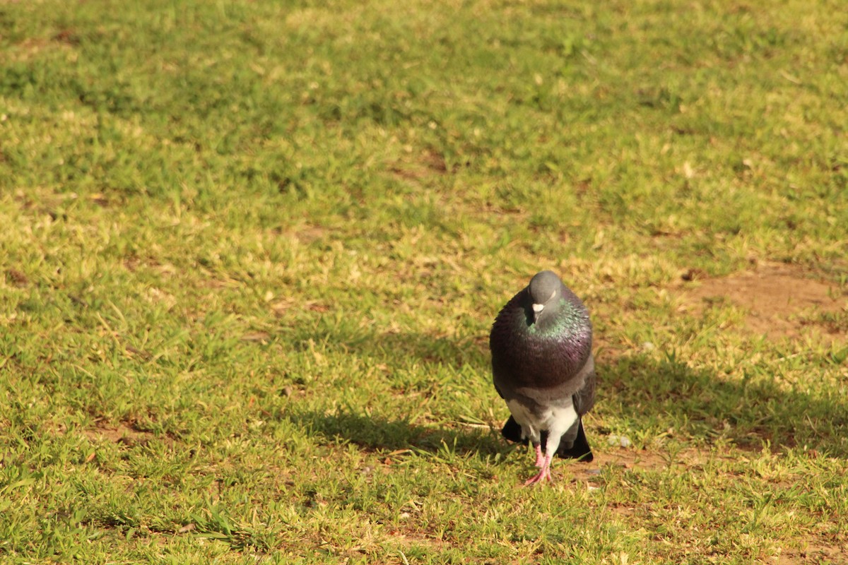 Rock Pigeon (Feral Pigeon) - ML617799896