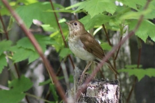Veery - ML617799899
