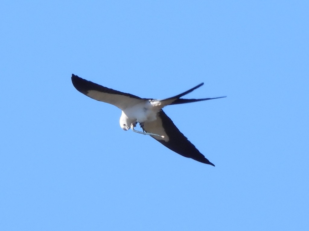 Swallow-tailed Kite - ML617799903