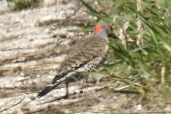 Northern Flicker - ML617799915