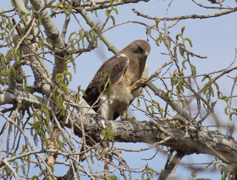 Swainson's Hawk - ML617799941