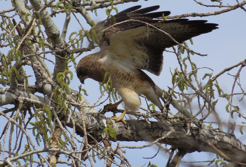 Swainson's Hawk - ML617799977