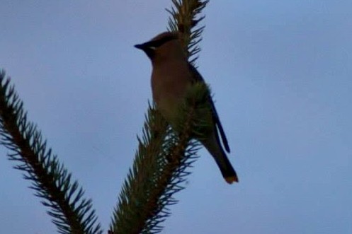 Cedar Waxwing - ML617799987