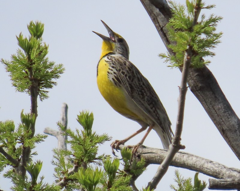 Western Meadowlark - ML617800031