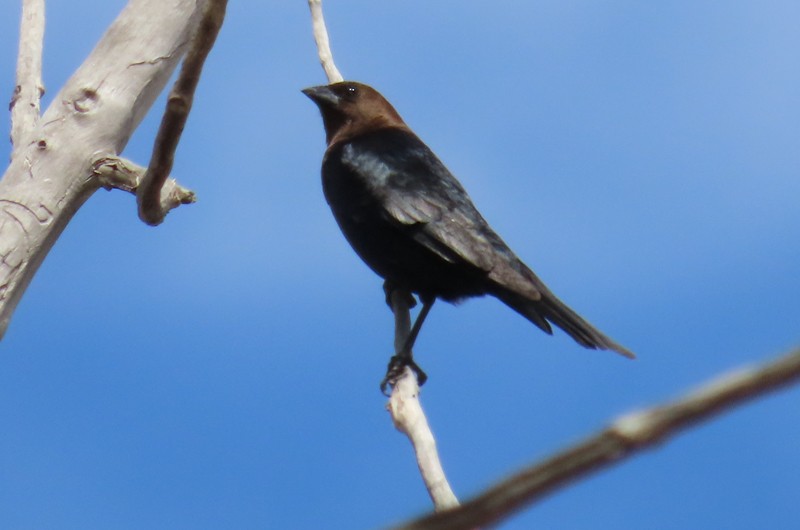 Brown-headed Cowbird - ML617800036